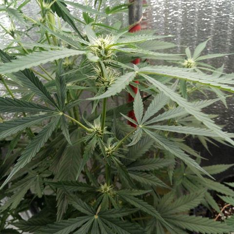 Gorila Zkittlez Auto Barney's Farm  growlog timeline photo