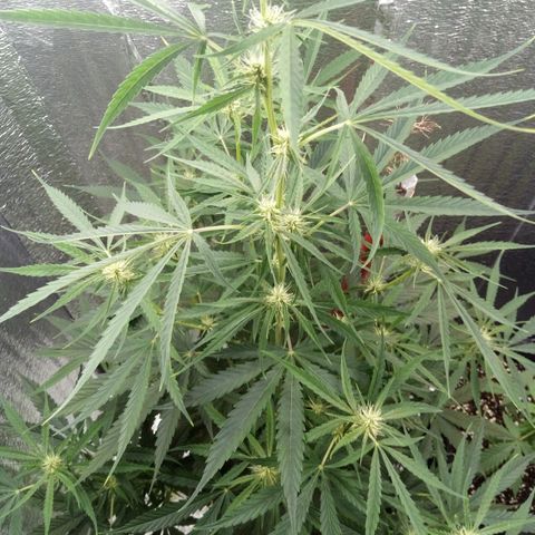 Gorila Zkittlez Auto Barney's Farm  growlog timeline photo