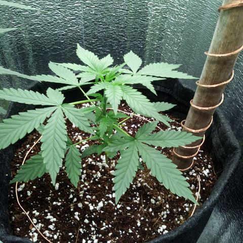 Amirani Auto - Caucasian  growlog timeline photo