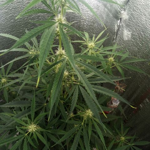 Gorila Zkittlez Auto Barney's Farm  growlog timeline photo