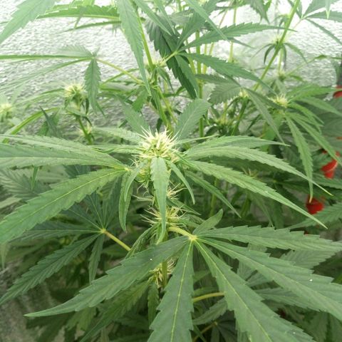 Gorila Zkittlez Auto Barney's Farm  growlog timeline photo