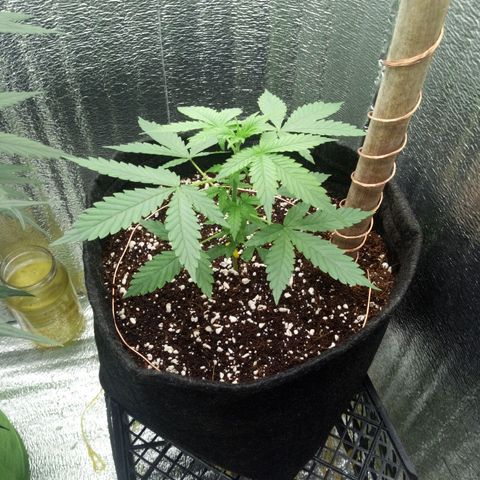 Amirani Auto - Caucasian  growlog timeline photo