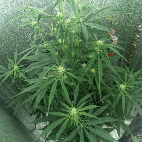 Gorila Zkittlez Auto Barney's Farm  growlog timeline photo