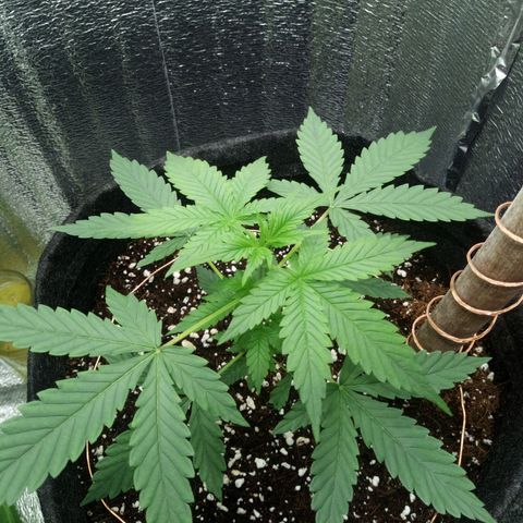 Amirani Auto - Caucasian  growlog timeline photo