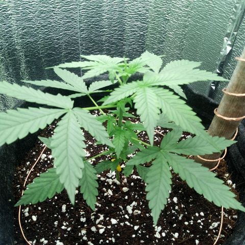 Amirani Auto - Caucasian  growlog timeline photo