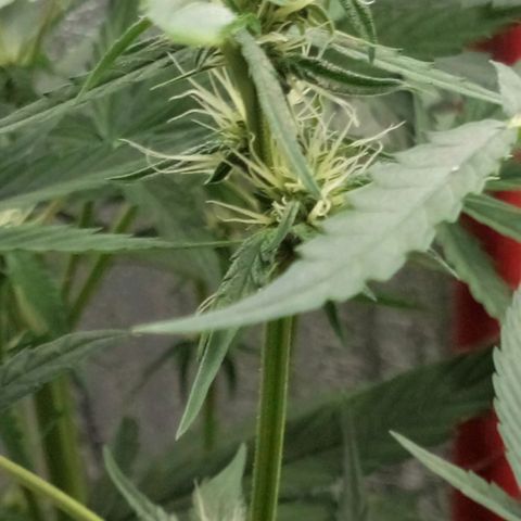 Gorila Zkittlez Auto Barney's Farm  growlog timeline photo