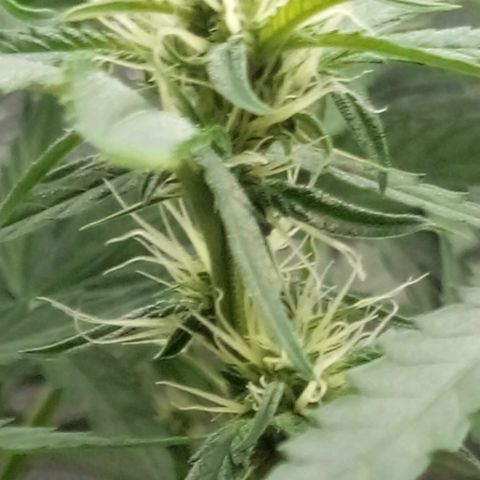 Gorila Zkittlez Auto Barney's Farm  growlog timeline photo
