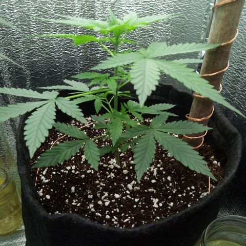 Amirani Auto - Caucasian  growlog timeline photo