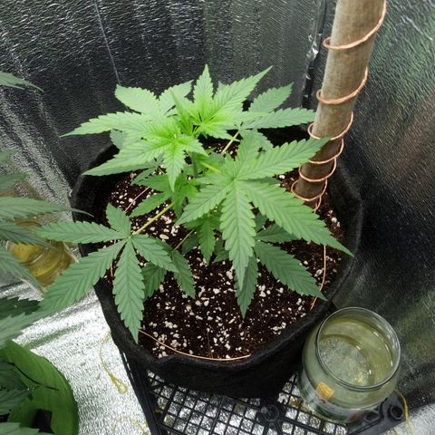 Amirani Auto - Caucasian  growlog timeline photo