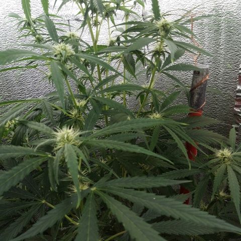 Gorila Zkittlez Auto Barney's Farm  growlog timeline photo