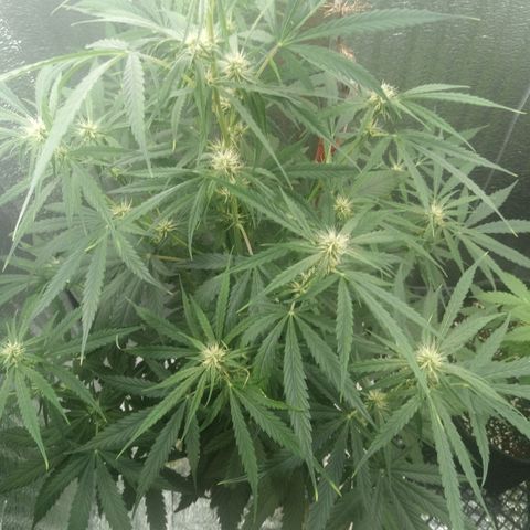 Gorila Zkittlez Auto Barney's Farm  growlog timeline photo