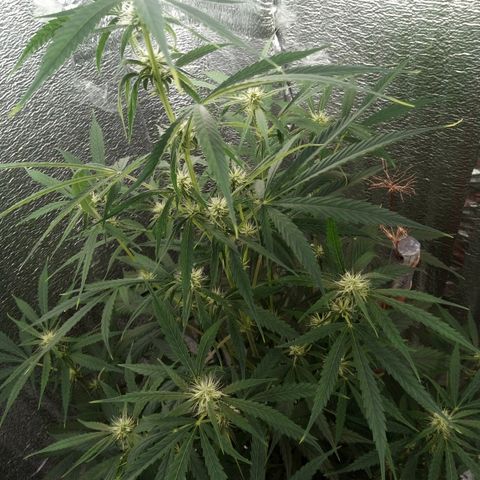 Gorila Zkittlez Auto Barney's Farm  growlog timeline photo