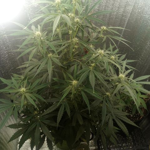 Gorila Zkittlez Auto Barney's Farm  growlog timeline photo