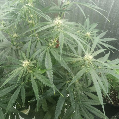 Gorila Zkittlez Auto Barney's Farm  growlog timeline photo