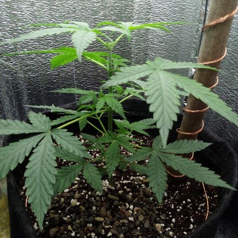 Amirani Auto - Caucasian  growlog timeline photo
