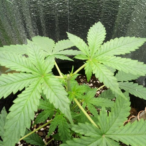 Amirani Auto - Caucasian  growlog timeline photo