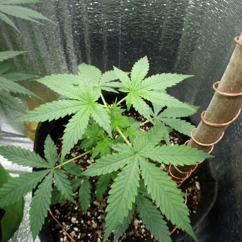 Amirani Auto - Caucasian  growlog timeline photo
