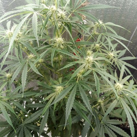 Gorila Zkittlez Auto Barney's Farm  growlog timeline photo