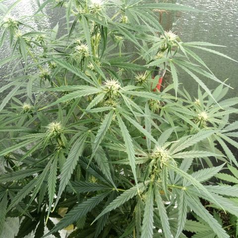 Gorila Zkittlez Auto Barney's Farm  growlog timeline photo