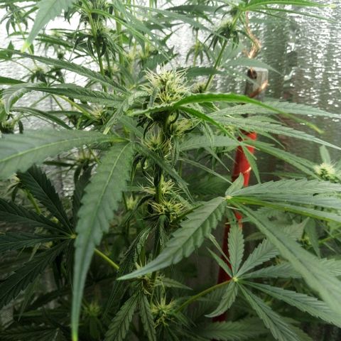 Gorila Zkittlez Auto Barney's Farm  growlog timeline photo