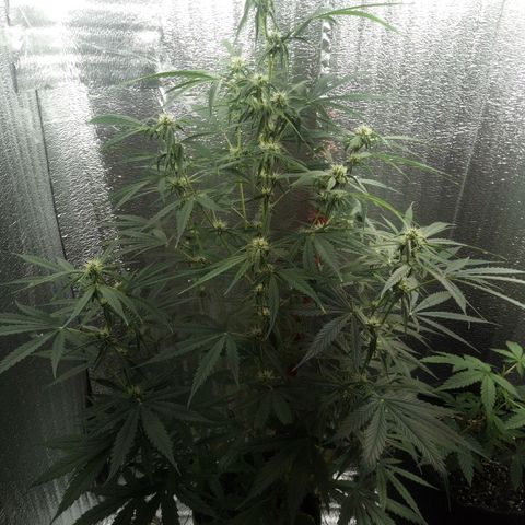 Gorila Zkittlez Auto Barney's Farm  growlog timeline photo