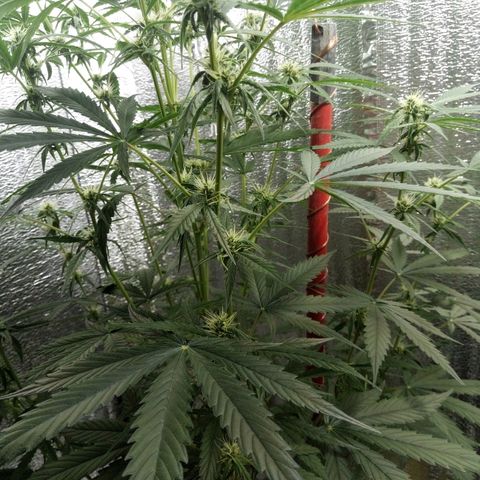 Gorila Zkittlez Auto Barney's Farm  growlog timeline photo