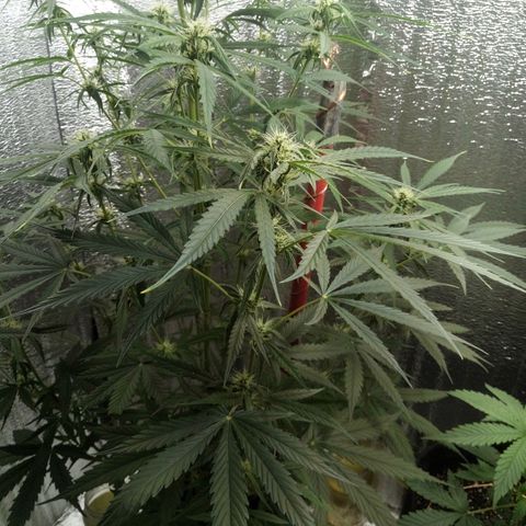 Gorila Zkittlez Auto Barney's Farm  growlog timeline photo