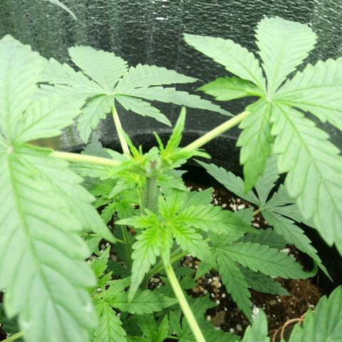 Amirani Auto - Caucasian  growlog timeline photo