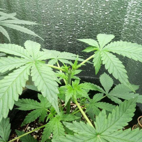 Amirani Auto - Caucasian  growlog timeline photo