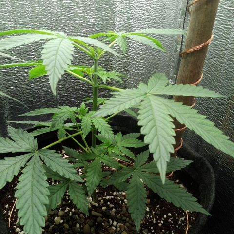 Amirani Auto - Caucasian  growlog timeline photo