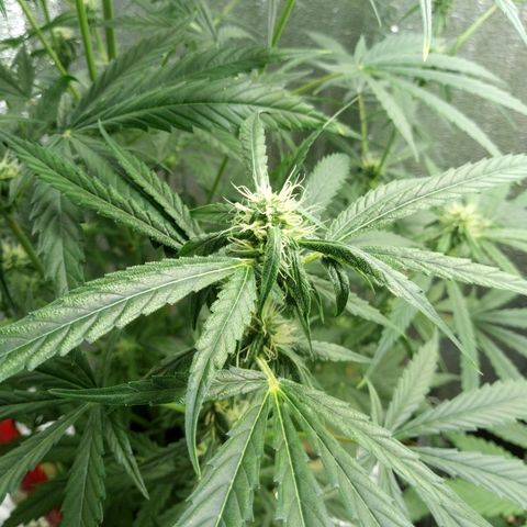 Gorila Zkittlez Auto Barney's Farm  growlog timeline photo