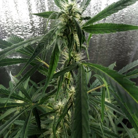Gorila Zkittlez Auto Barney's Farm  growlog timeline photo