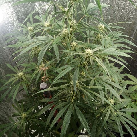 Gorila Zkittlez Auto Barney's Farm  growlog timeline photo