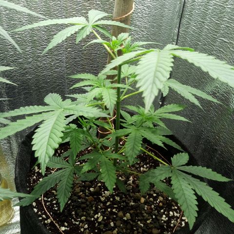 Amirani Auto - Caucasian  growlog timeline photo