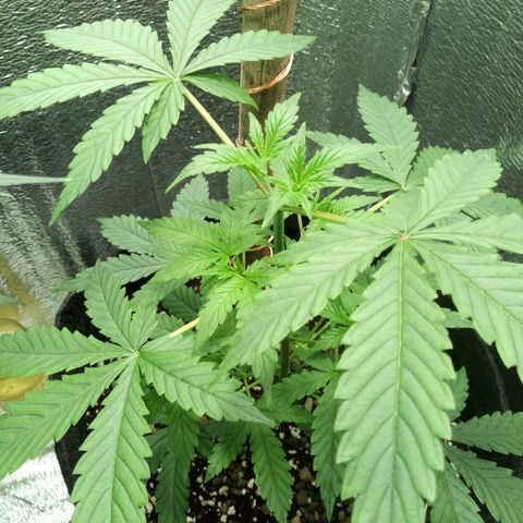 Amirani Auto - Caucasian  growlog timeline photo