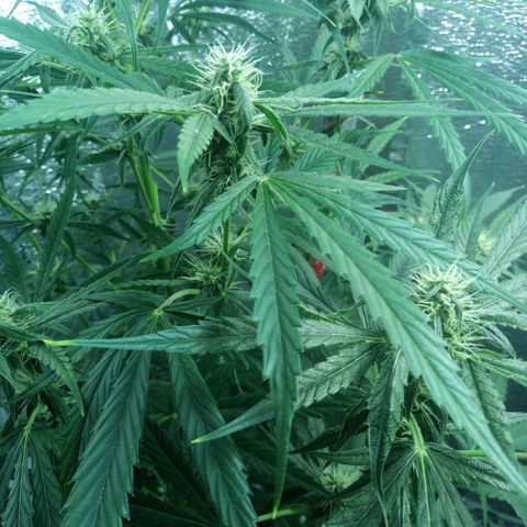 Gorila Zkittlez Auto Barney's Farm  growlog timeline photo