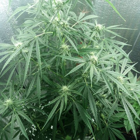 Gorila Zkittlez Auto Barney's Farm  growlog timeline photo