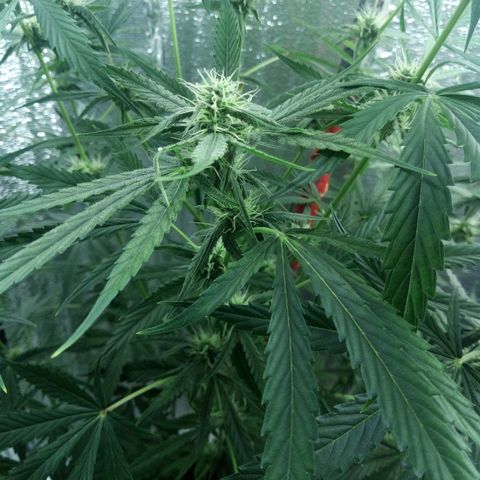 Gorila Zkittlez Auto Barney's Farm  growlog timeline photo