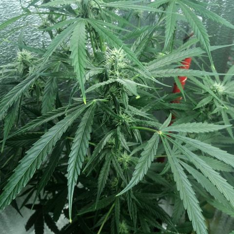 Gorila Zkittlez Auto Barney's Farm  growlog timeline photo
