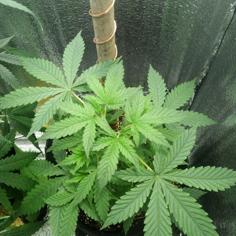 Amirani Auto - Caucasian  growlog timeline photo