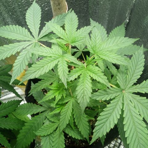 Amirani Auto - Caucasian  growlog timeline photo