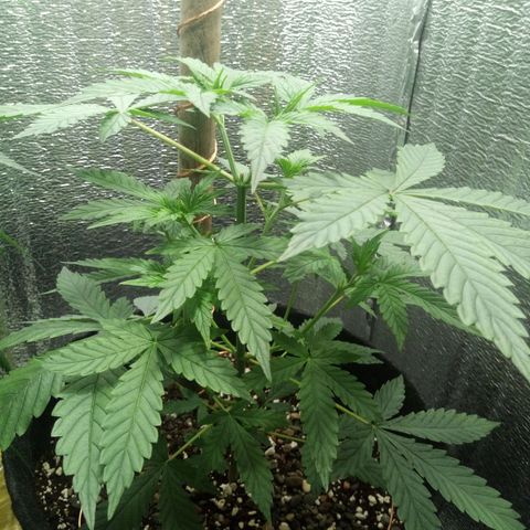 Amirani Auto - Caucasian  growlog timeline photo