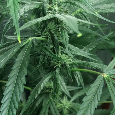 Gorila Zkittlez Auto Barney's Farm  growlog timeline photo