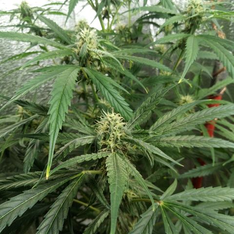 Gorila Zkittlez Auto Barney's Farm  growlog timeline photo
