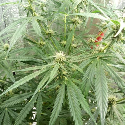 Gorila Zkittlez Auto Barney's Farm  growlog timeline photo