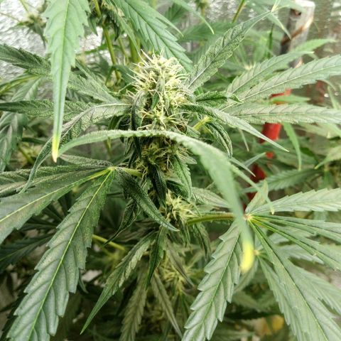 Gorila Zkittlez Auto Barney's Farm  growlog timeline photo