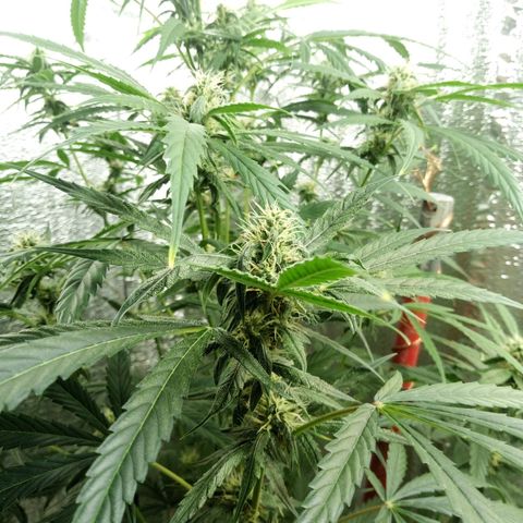 Gorila Zkittlez Auto Barney's Farm  growlog timeline photo