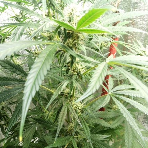 Gorila Zkittlez Auto Barney's Farm  growlog timeline photo