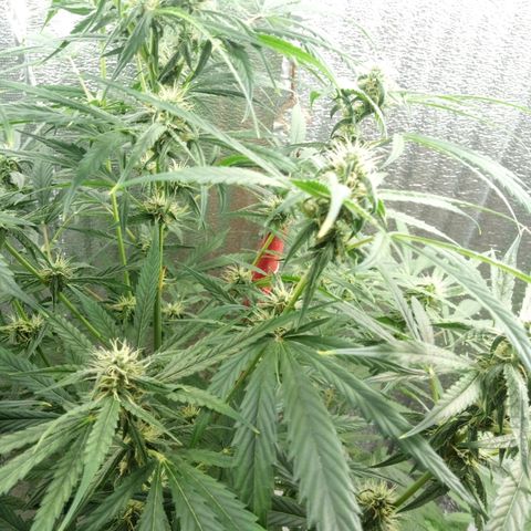 Gorila Zkittlez Auto Barney's Farm  growlog timeline photo