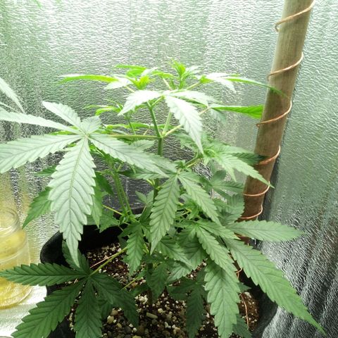 Amirani Auto - Caucasian  growlog timeline photo